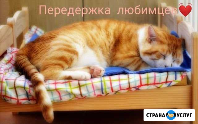 Передержка кошек,котят) котоняня) Ставрополь - изображение 1