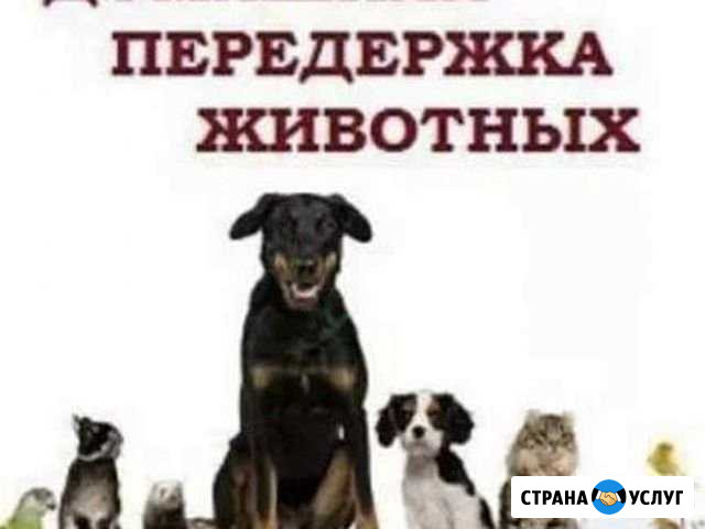 Передержка животных Пенза - изображение 1