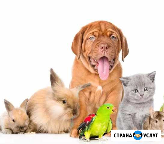 Гостиница для животных.передержка Брянск - изображение 1