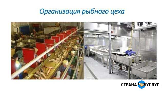 Консультирование в рыбоперерабатывающий отрасли Тюмень - изображение 1