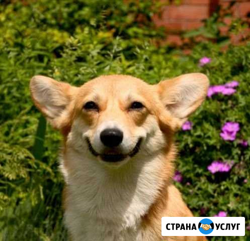 Передержка, гостиница для собак Уфа - изображение 1