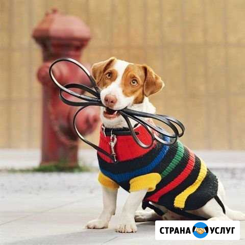 Выгул собак Омск - изображение 1