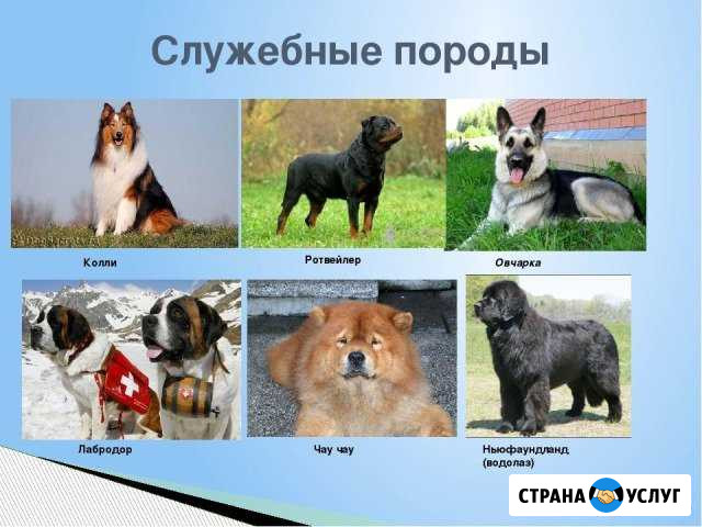 Дрессировка собак Алексеевка Белгородской области - изображение 1