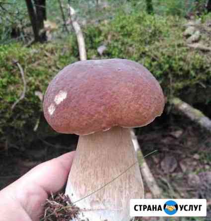 Грибы Янино-1