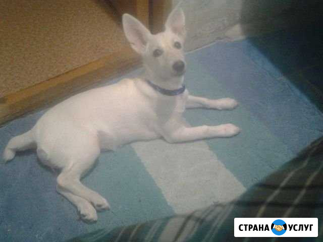 Отдам собаку Воткинск - изображение 1