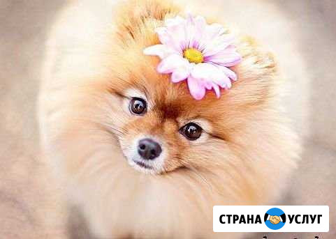 Стрижка собак и кошек Владимир - изображение 1