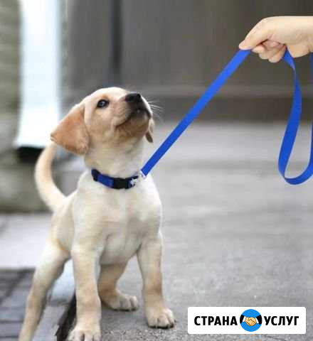 Погуляю с вашей собачкой) Ачинск - изображение 1