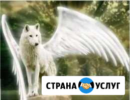 Эвтаназия животных Иркутск - изображение 1