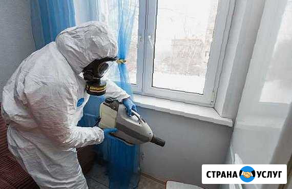 Уничтожение клопов тараканов обработка дезинсекция Балашиха - изображение 1