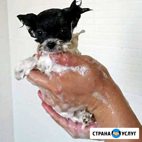 Груминг животных Новокузнецк - изображение 1