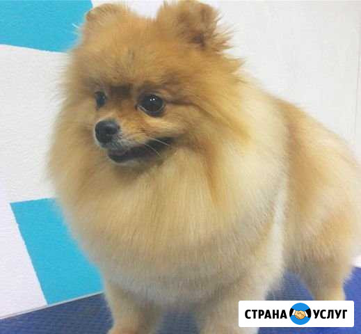 Стрижка собак и кошек Арзамас - изображение 1