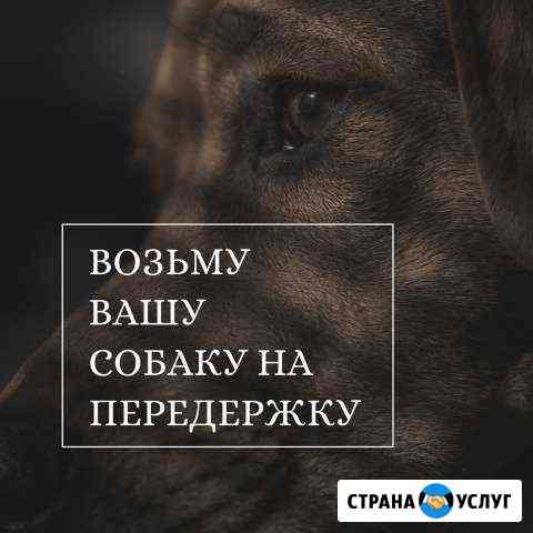 Передержка собак Тамбов