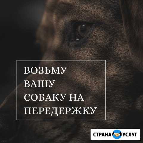 Передержка собак Тамбов - изображение 1