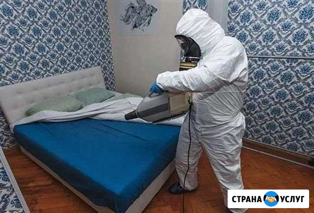 Уничтожение клопов, тараканов, плесень, грызуны Клин - изображение 1