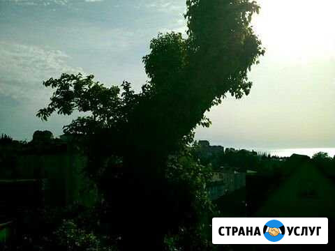 Арбористика Сочи - изображение 1