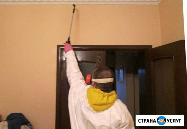 Уничтожение клопов тараканов клещей плесени грибка Иваново - изображение 1