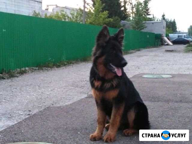 Выгул собак, уборка за животными и уход Стерлитамак - изображение 1