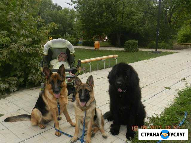 Дрессировка собак всех пород Отрадный - изображение 1