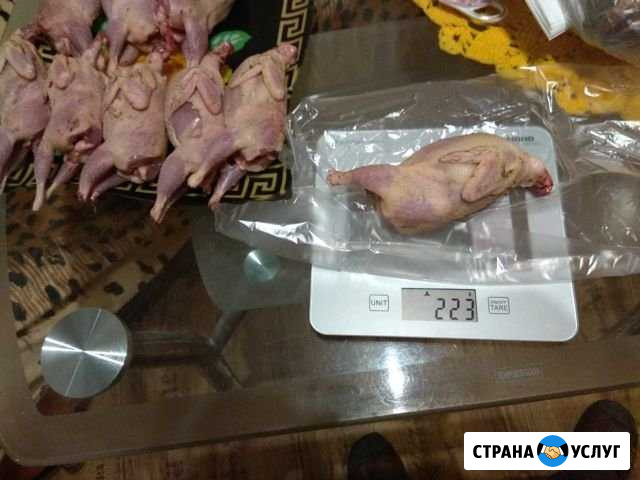 Яйца домашних перепелов для иммунитета полезны Гатчина - изображение 1