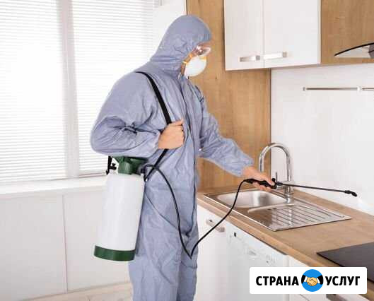 Уничтожение тараканов, клопов, крыс Новокузнецк - изображение 1