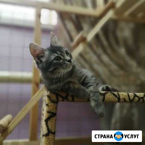Зоогостиница. Передержка Казань - изображение 1