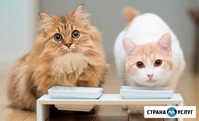 Передержка домашних животных Нижневартовск - изображение 1