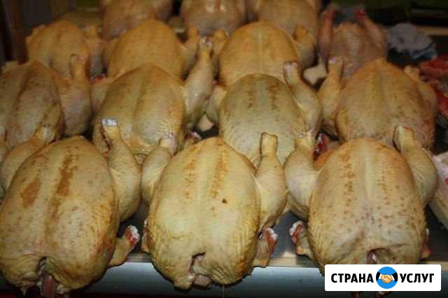 Продам кур бройлеров Воронеж - изображение 1