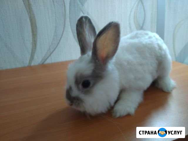 Стрижка кошек и собак, кроликов и др./ груминг Омск - изображение 1