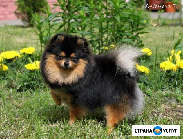 Вя-ка с чемпионом Георгиевск - изображение 1
