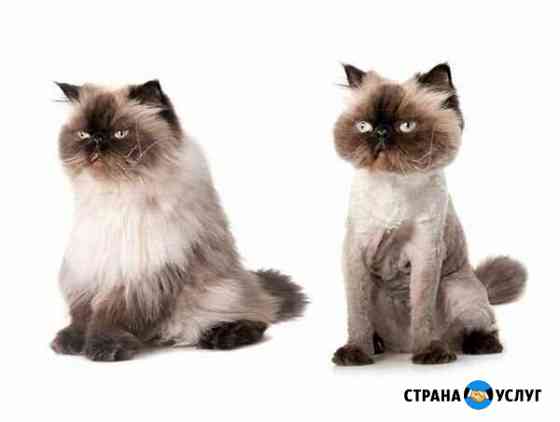 Стрижка животных Сочи