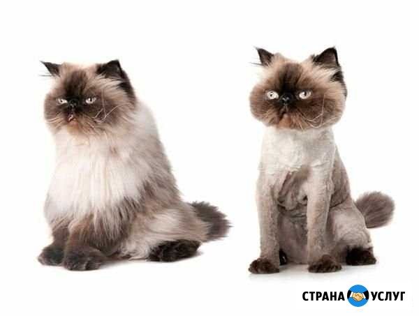 Стрижка животных Сочи - изображение 1