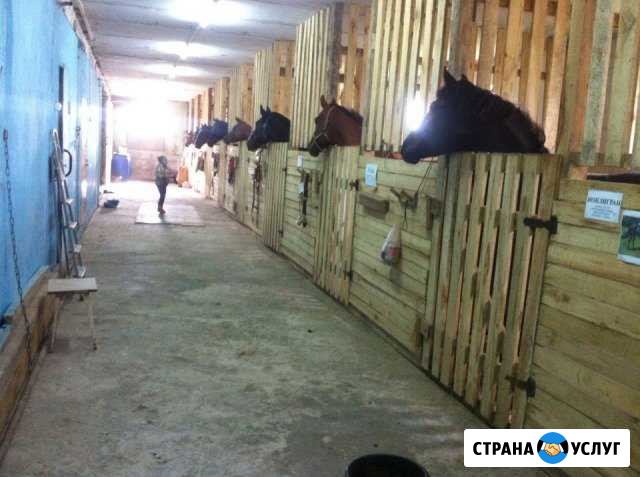 Постой лошадей Тольятти - изображение 1