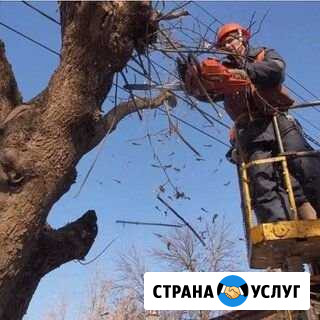 Спил деревьев любой сложности Бронницы - изображение 1