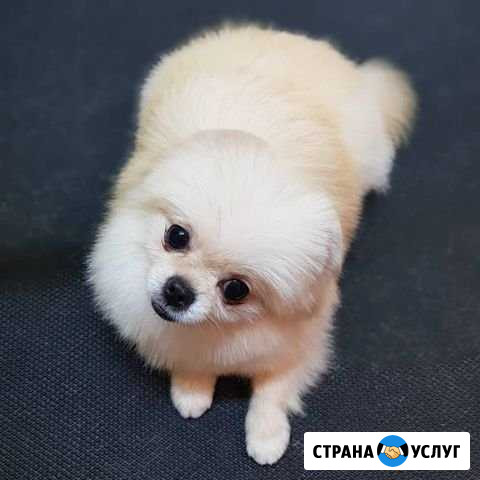 Стрижка собак и кошек (груминг) Электросталь - изображение 1