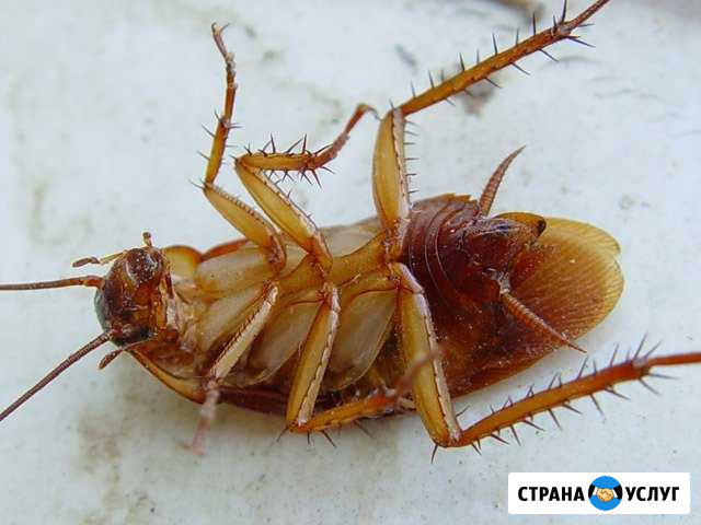 Уничтожение насекомых и грызунов Ставрополь - изображение 1