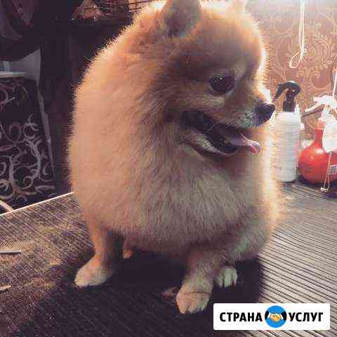 Стрижка собак Стерлитамак