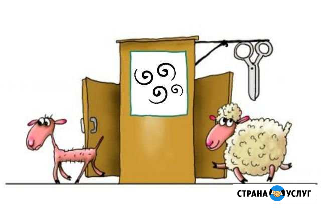Стрижка животных (груминг) Новокузнецк - изображение 1