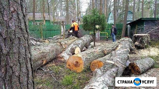 Спил деревьев. покос травы. вывоз мусора. выкарчев Краснодар - изображение 1