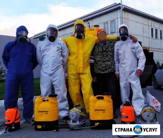 Уничтожение клопов,тараканов,блох,ос,мух Хабаровск - изображение 1
