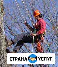 Спил и обрезка деревьев с вывозом.Автовышка Таганрог