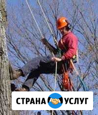 Спил и обрезка деревьев с вывозом.Автовышка Таганрог - изображение 1