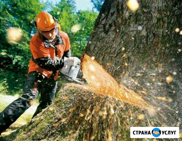 Спил и вывоз деревьев Гулькевичи - изображение 1
