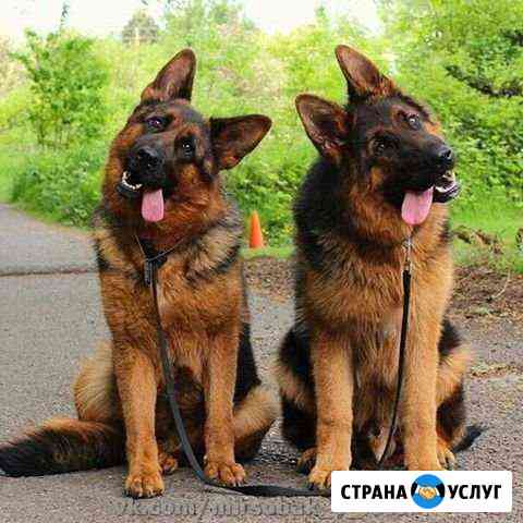 Выгул собак Сочи