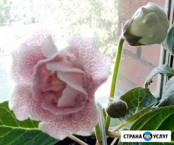 Репетитор онлайн Ачинск