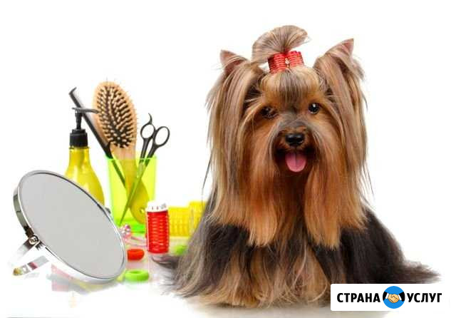 Стрижки кошек и собак мелких пород Севастополь - изображение 1
