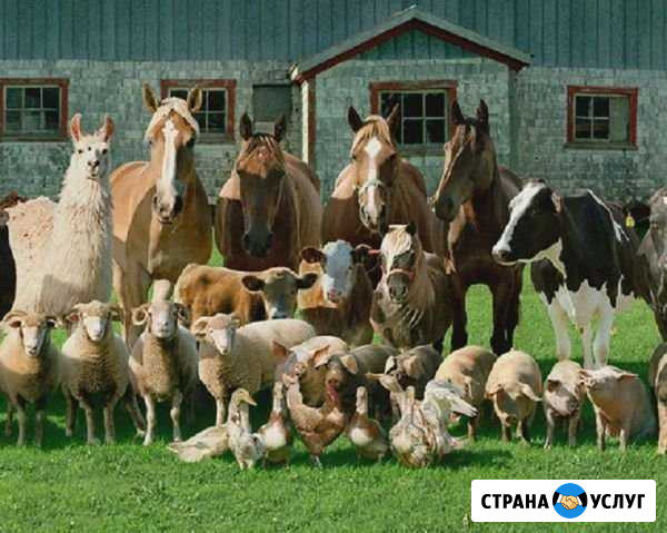 Забойщик, боец скота и птицы Конаково - изображение 1