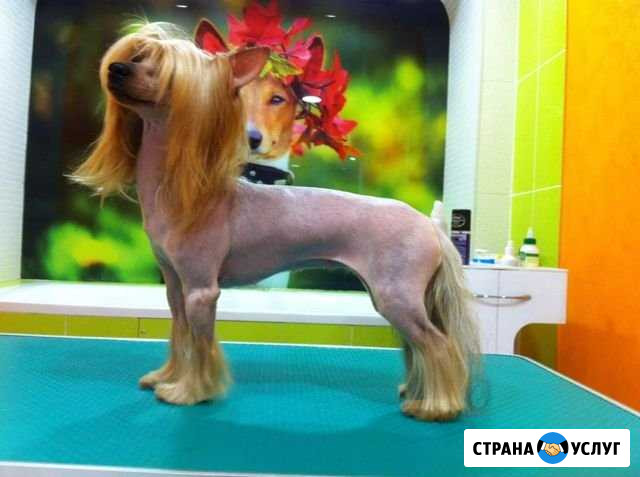 Груминг собак и кошек Воронеж - изображение 1