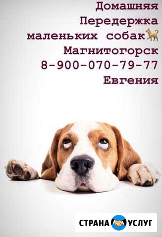 Передержка домашних маленьких собак Магнитогорск - изображение 1