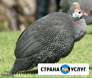 Мясо цесарки Ашукино - изображение 1