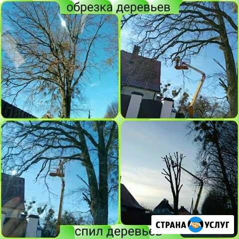 Спил Деревьев.Альпинист.Расчистка участка Калининград - изображение 1